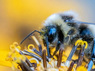 bee on flower