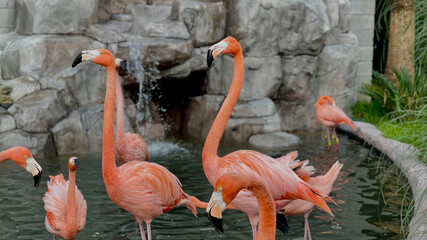 flamingo in zoo