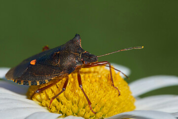 butterfly on a flower