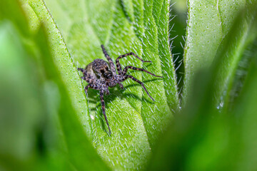 spider on leaf