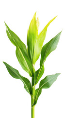 Fototapeta premium Corn plant isolated on transparent background for garden design.