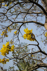 Yellow Tabebuia aurea flowers, also known as Golden Trumpet Tree blossoms, blooming on a tree branch against a blue sky