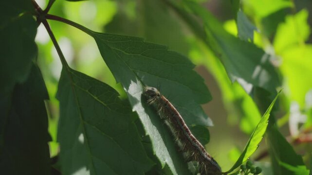A hairy caterpillar crawls on grape leaves. close-up.