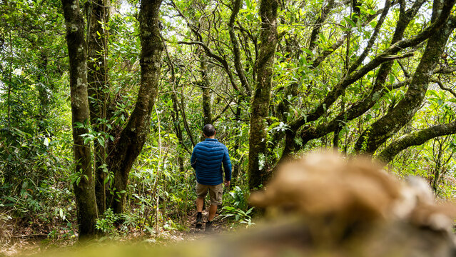 Back view of a male hiker exploring Pico Blanco's lush forest