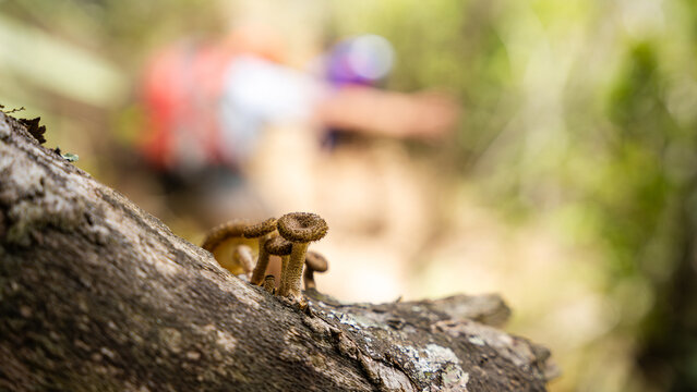 Focus on nature with blurred hiker in the background