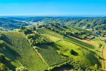 Panoramic view of vineyards in Plesivica region in Croatia