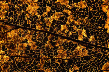 Close-up of a decomposing leaf against a dark background