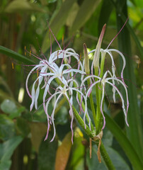 Beautiful close-up of crinum mauritianum