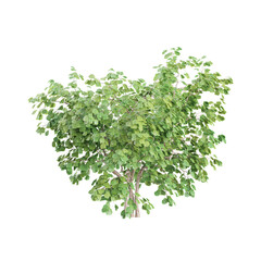 set of Ginkgo Biloba Maidenhair tree on canvas