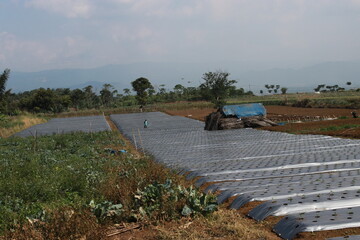 Rows of plastic mulch are laid out in a field, covering the soil to retain moisture, suppress...