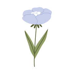 Wild flower illustration