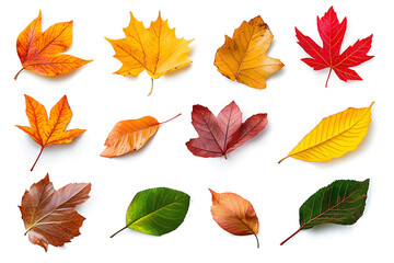Obraz premium Collection of multicolored fallen autumn leaves isolated on white background