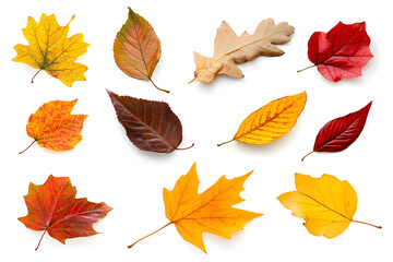Fototapeta premium Collection of multicolored fallen autumn leaves isolated on white background