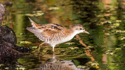 red headed gull