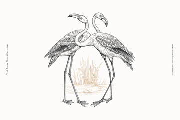 A detailed hand-drawn illustration of two flamingos standing together, perfect for wildlife or nature-themed designs.