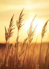 Fototapeta premium Golden Sunset with Swaying Reeds in a Tranquil Landscape