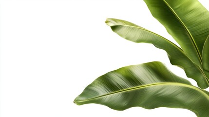 Obraz premium Lush green tropical banana leaves on bright background