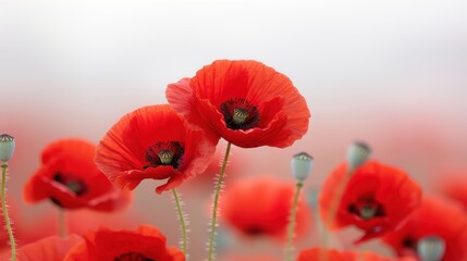 A field of red poppies with a white background. The flowers are in full bloom and are very bright and vibrant