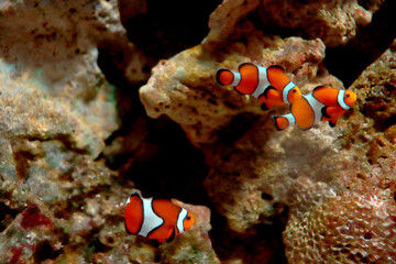 浅海で静かに過ごすカクレクマノミ