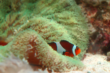 浅海で静かに過ごすカクレクマノミ