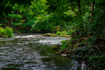 stream in the forest