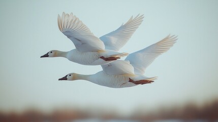 Obraz premium canada geese flying across a pond during autumn
