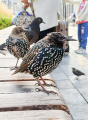 A starling chick sits on a bench in the city on a summer day.