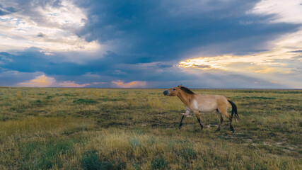 Naklejka premium horse in the field