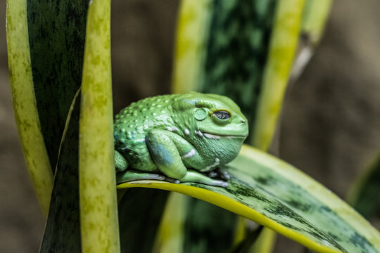 Close-up of a green tree frog resting on a variegated leaf