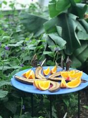 green and yellow kayak