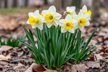 Naklejka premium Vibrant daffodils blooming in springtime garden