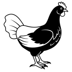 Hen Silhouette Vector Illustration, Chicken on white background