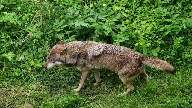 female Eurasian grey wolf, she-wolf, Canis Lupus, checking spot, urinating in grass and turning head towards camera, close up