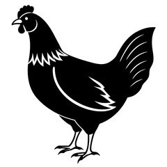 Hen Silhouette Vector Illustration, Chicken on white background