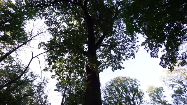 Mouvement circulaire autour d'un arbre dans la for&ecirc;t
