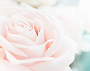 Soft focus blurred background of close up macro view of cultivated garden rose flower with fragile tender light pink petals grown as ornamental plants in gardens used as gift for wedding celebration