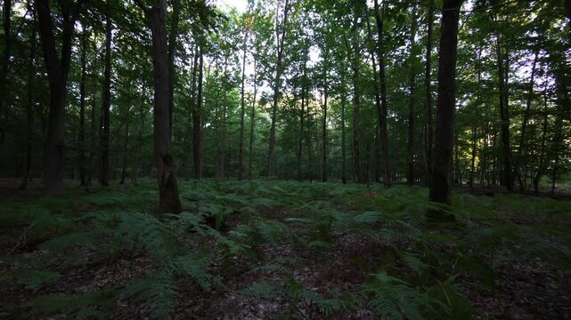 foug&egrave;res dans un bois