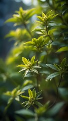 Basil Tea Plant. Green Tea. Bio Food. Natural Remedies. Life-Saving Plants. Traditional Medicine. Medicinal Plants. Basile. Natural Antioxidants. Fresh Tea Herbs.