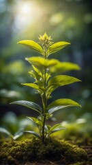 Basil Tea Plant. Green Tea. Bio Food. Natural Remedies. Life-Saving Plants. Traditional Medicine. Medicinal Plants. Basile. Natural Antioxidants. Fresh Tea Herbs.
