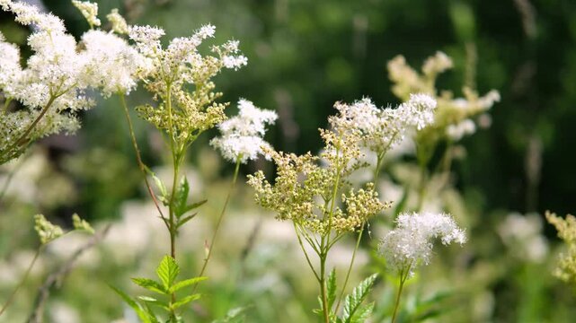 The plant has been used in folk medicine for a long time. All parts of the plant are used for medicinal purposes.