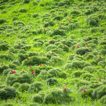 Red steppe peony flower field in Transylvania, Romania. The Steppe Peony Nature Reserve in Zau de C&acirc;mpie