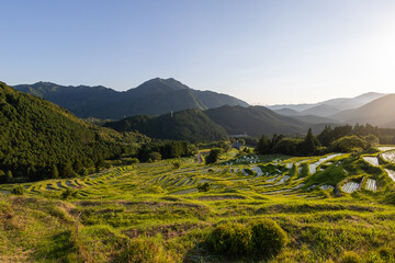Obraz premium 夕暮れ時の丸山千枚田