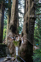 玉置神社の夫婦杉