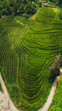 Aerial view of lush green tea plantations in the Azores