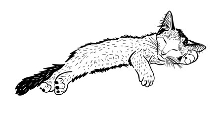 Kitten sleeps graphics. hand drawing. Not AI, Vector illustration. © Мария Неноглядова