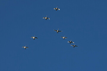 Pack of swans in sky migrating to warm country for wintering. Summer in Belarus. Nature and animals. View from below. 