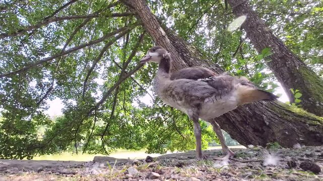 Junge Nilgans beim Fressen am See unter Auwald, Alopochen aegyptiaca