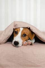 Cute Jack Russell Terrier dog lying on a bed, covered by a soft beige blanket. Funny puppy with brown and white fur, is peeking out from under the blanket, resting on the bed