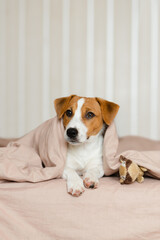 Cute Jack Russell Terrier dog lying on a bed, covered by a soft beige blanket. Funny puppy with brown and white fur, is peeking out from under the blanket, resting on the bed