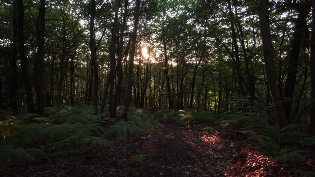 Chemin dans un parc avec des foug&egrave;res